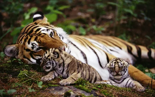 Тигрята Обои на телефон группа тигров, лежащих