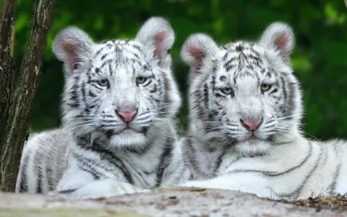 Тигрята Обои на телефон пара белых тигров