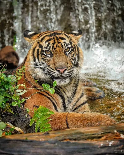 Тигрята Обои на телефон тигр, лежащий на бревне