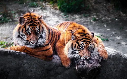 Тигрята Обои на телефон пара тигров, лежащих на скале