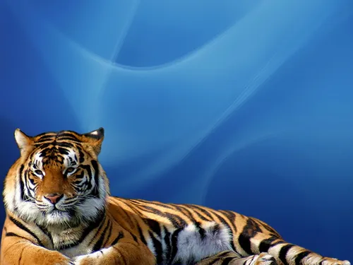Тигрята Обои на телефон тигр лежа