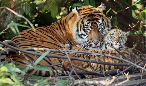 Тигрята Обои на телефон пара тигров на ветке дерева