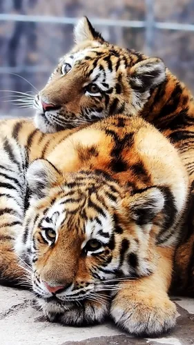 Тигрята Обои на телефон тигр и детеныш