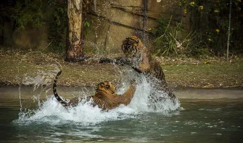 Тигрята Обои на телефон группа тигров, играющих в воде