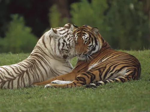 Тигрята Обои на телефон пара тигров, лежащих на траве