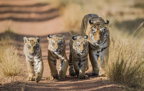 Тигрята Обои на телефон группа тигров, идущих по грунтовой дороге