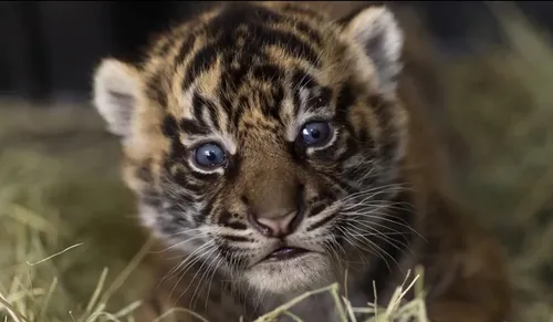 Тигрята Обои на телефон леопард с голубыми глазами