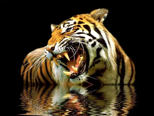 Тигрята Обои на телефон тигр с открытым ртом