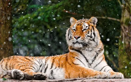 Тигрята Обои на телефон пара тигров лежа