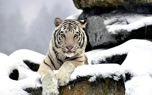 Тигрята Обои на телефон белый тигр, лежащий на скале
