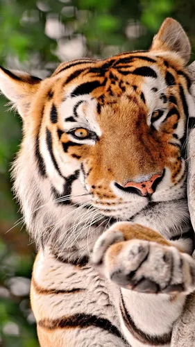 Тигрята Обои на телефон тигр с поднятыми лапами
