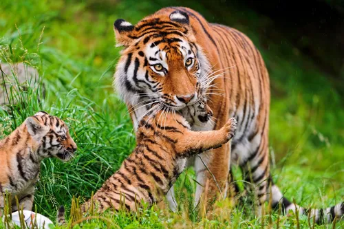 Тигрята Обои на телефон тигренок с лапой на голове другого тигра