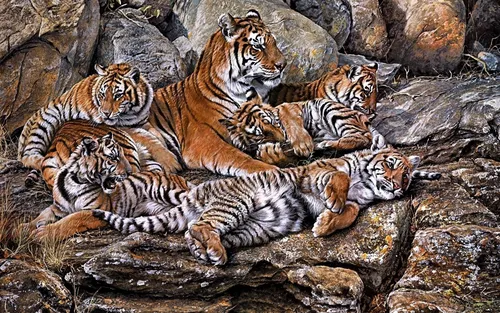 Тигрята Обои на телефон группа тигров, лежащих на скалах