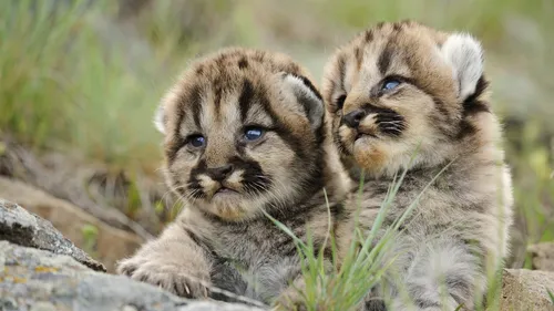 Тигрята Обои на телефон пара детенышей тигров