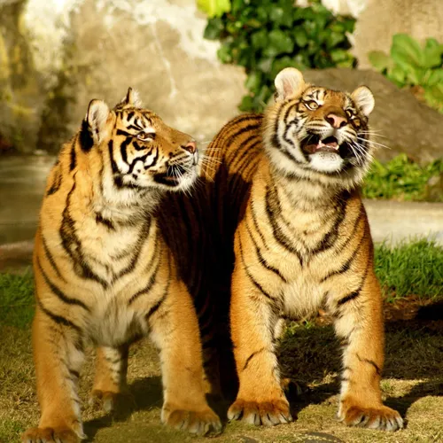 Тигрята Обои на телефон пара тигров