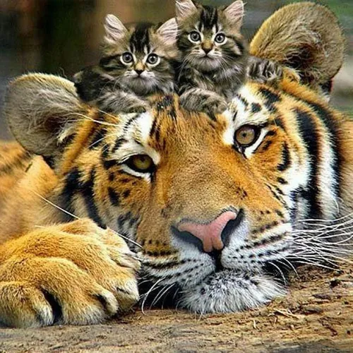 Тигрята Обои на телефон группа кошек