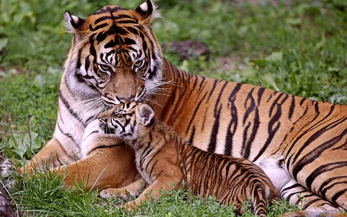Тигрята Обои на телефон тигр и тигренок