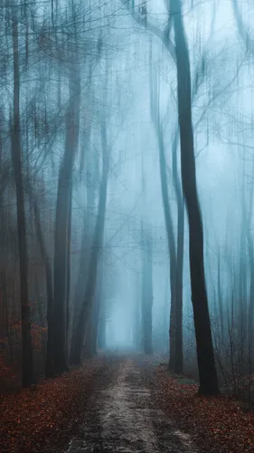 Туман Обои на телефон тропинка через лес