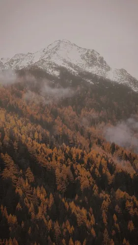 Туман Обои на телефон снежная гора с деревьями внизу