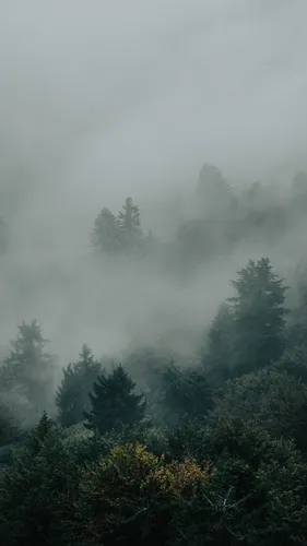 Туман Обои на телефон лес с туманом
