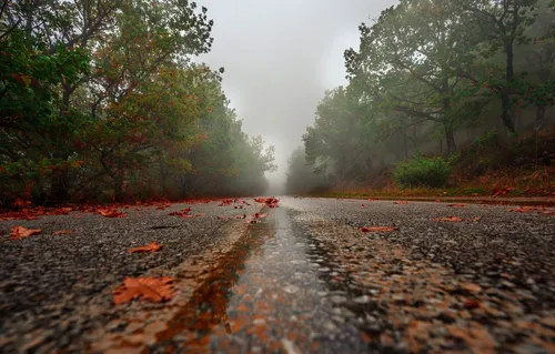 Туман Обои на телефон мокрую дорогу с деревьями по обе стороны