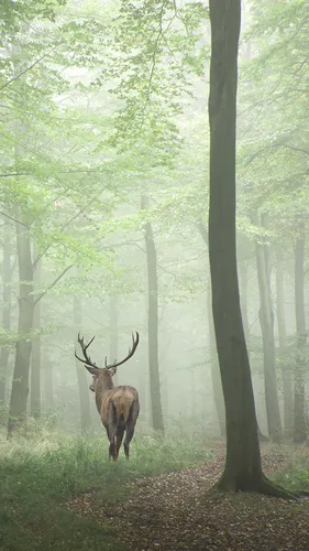 Туман Обои на телефон олень в лесу