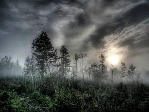 Туман Обои на телефон лес с солнцем, сияющим сквозь облака