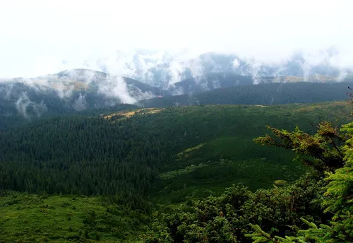 Туман Обои на телефон зеленая долина с деревьями и горами на заднем плане