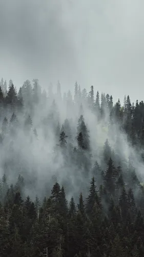 Туман Обои на телефон лес деревьев