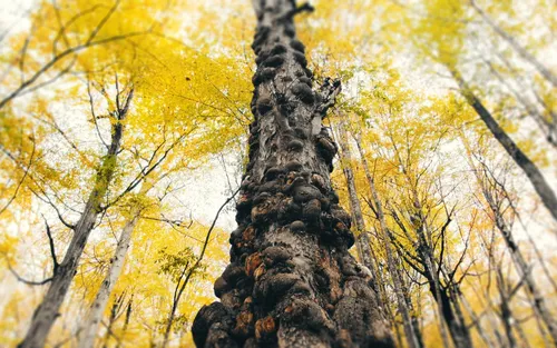 Ты Не Знаешь Пароль Обои на телефон ствол дерева с желтыми листьями
