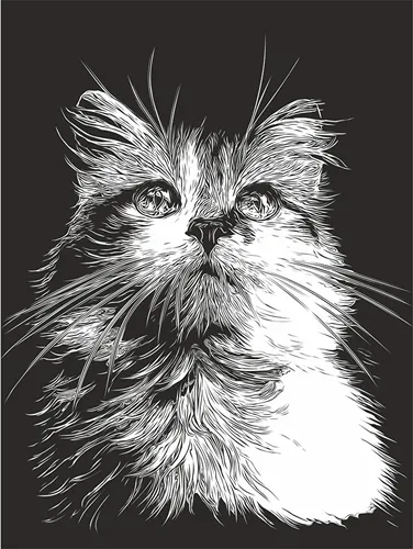 Усы Обои на телефон черно-белое изображение кошки