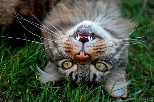 Усы Обои на телефон кошка, лежащая в траве