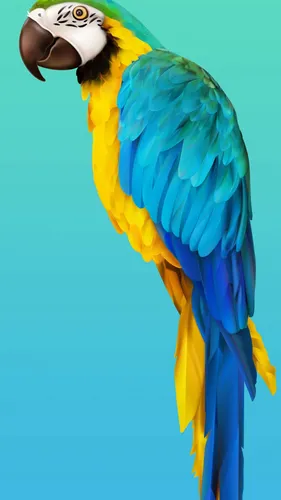 Хонор Обои на телефон сине-желтая птица