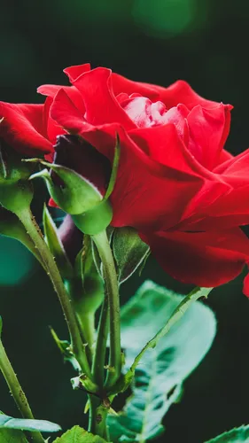 Цветы Бесплатно Обои на телефон роза крупным планом