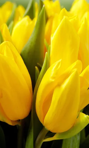 Цветы Бесплатно Обои на телефон желтые цветы крупным планом