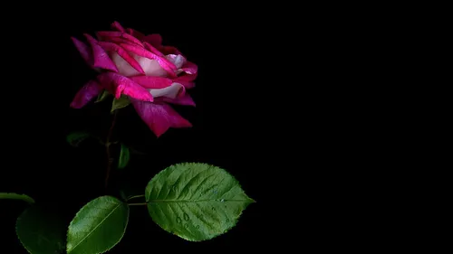 Цветы Бесплатно Обои на телефон пара розовых цветов