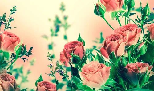 Цветы Бесплатно Обои на телефон группа розовых роз