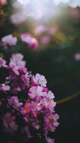 Цветы Весна Обои на телефон крупный план некоторых цветов