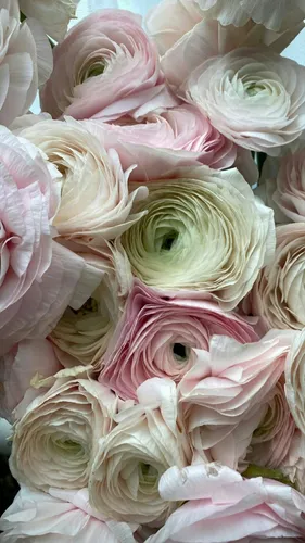 Цветы Весна Обои на телефон группа белых и розовых цветов