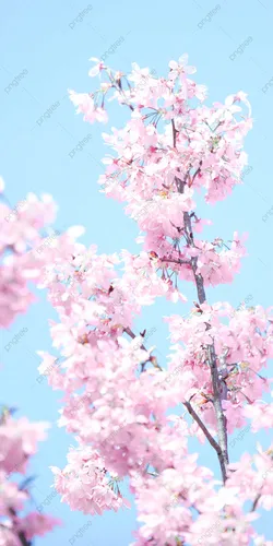 Цветы Весна Обои на телефон 2022