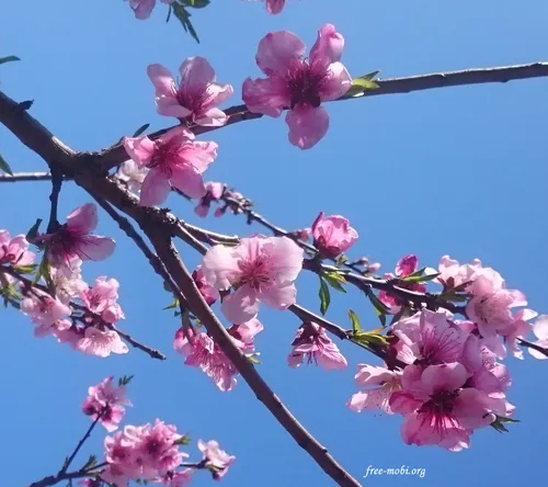 Цветы Весна Обои на телефон фото на андроид