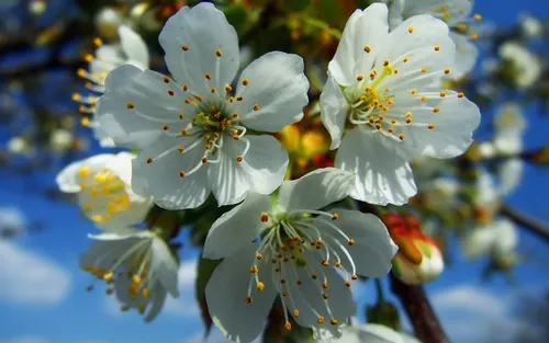 Цветы Весна Обои на телефон фото на андроид
