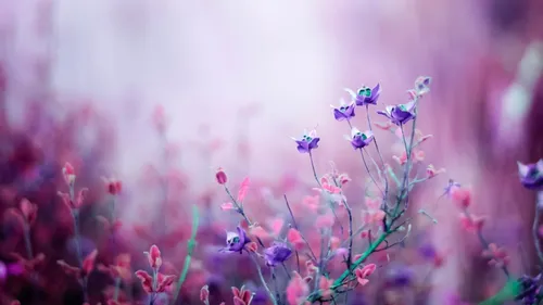Цветы Весна Обои на телефон изображение