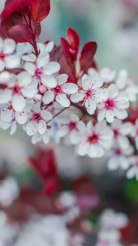 Цветы Весна Обои на телефон цветы крупным планом