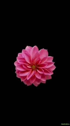 Цветы На Темном Фоне Обои на телефон розовый цветок на черном фоне