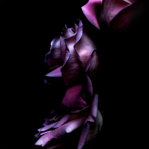 Цветы На Темном Фоне Обои на телефон изображение