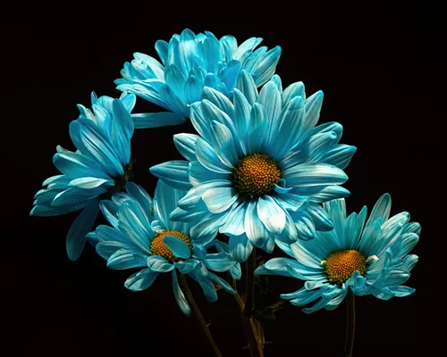 Цветы На Темном Фоне Обои на телефон группа голубых цветов