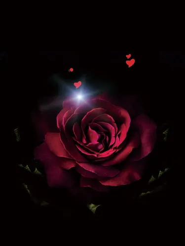 Цветы На Темном Фоне Обои на телефон роза в темноте