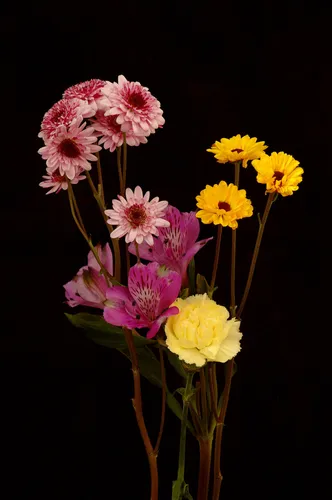 Цветы На Темном Фоне Обои на телефон группа разноцветных цветов