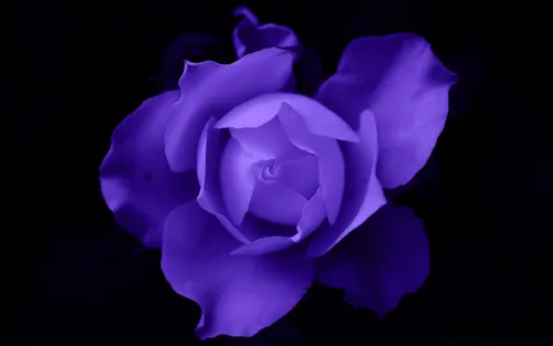 Цветы На Темном Фоне Обои на телефон крупный план фиолетового цветка